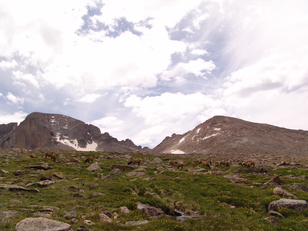 Longs Peak Elk Herd